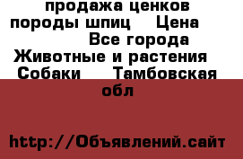 продажа ценков породы шпиц  › Цена ­ 35 000 - Все города Животные и растения » Собаки   . Тамбовская обл.
